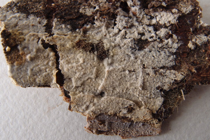 Botryobasidium con spore finemente verrucose